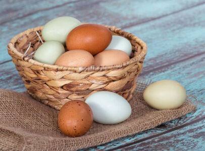 How to Keep Chickens From Eating Their Eggs Image